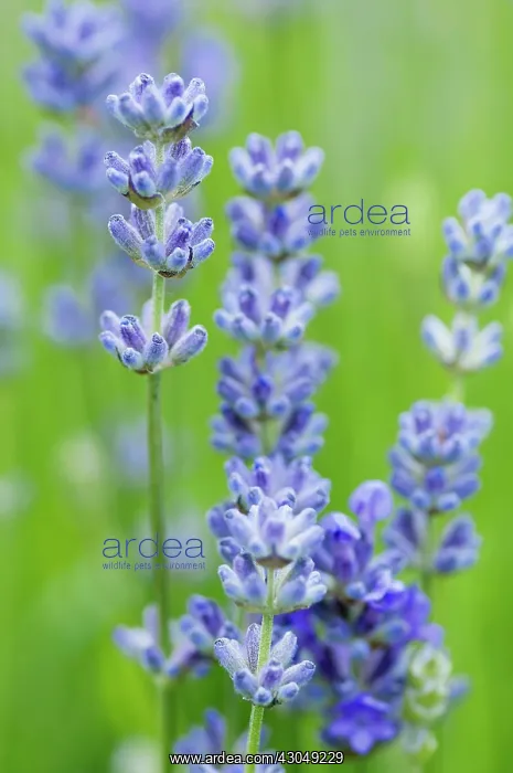 : Lavender. Flower spikes of lavender, Lavandula angustifolia Blue Cushion : Lavender. Flower spikes of lavender, Lavandula angustifolia Blue Cushion