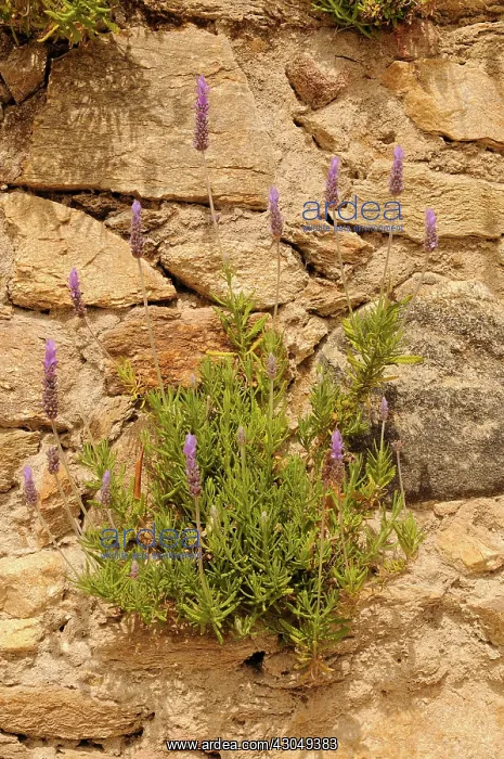 : Lavender, Lavandula angustifolia : Lavender, Lavandula angustifolia