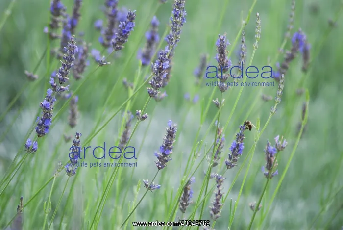 : Lavender, Lavandula augustifolia : Lavender, Lavandula augustifolia