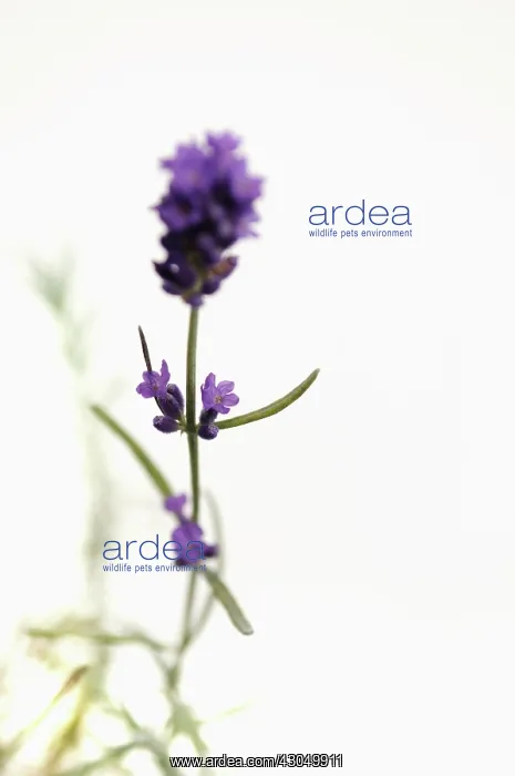 : Lavender. Studio shot of purple flower spike of Lavender, Lavandula angustifolia : Lavender. Studio shot of purple flower spike of Lavender, Lavandula angustifolia