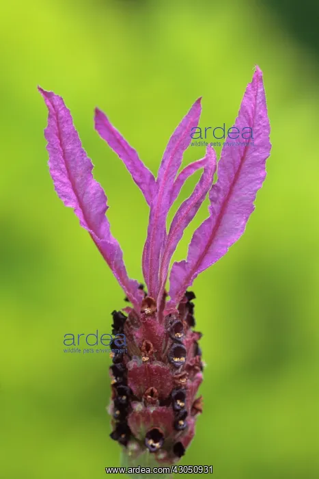 : Lavender, French lavender, Lavandula stoechas sub sp pedunculata : Lavender, French lavender, Lavandula stoechas sub sp pedunculata