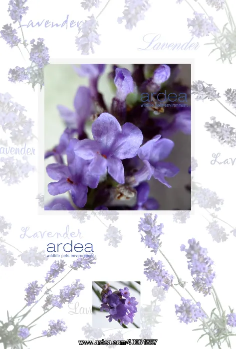 : Lavender, Lavandula augustifolia : Lavender, Lavandula augustifolia