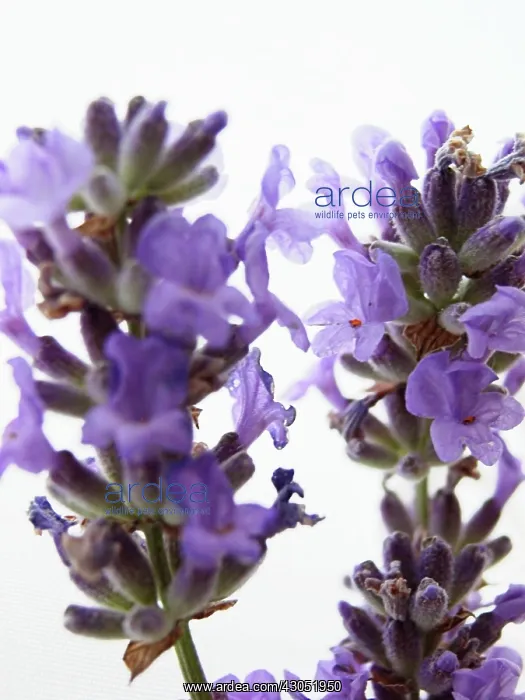 : Lavender, Lavandula augustifolia : Lavender, Lavandula augustifolia