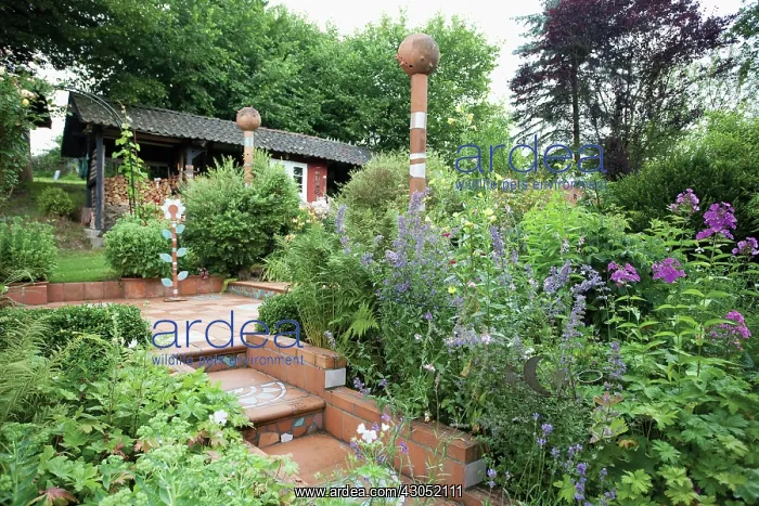 : Lavender, Lavandula : Lavender, Lavandula