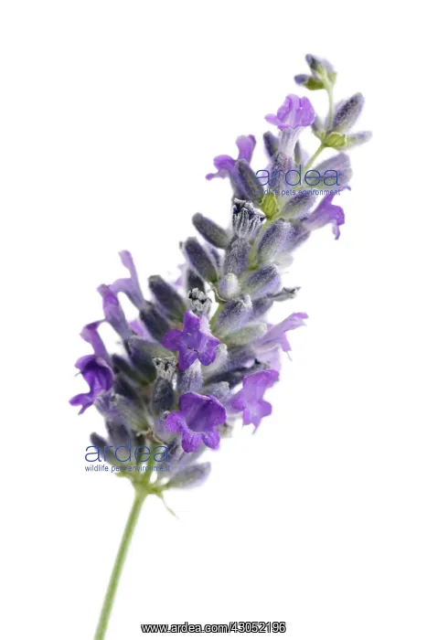 : Lavender, Lavandula augustifolia : Lavender, Lavandula augustifolia