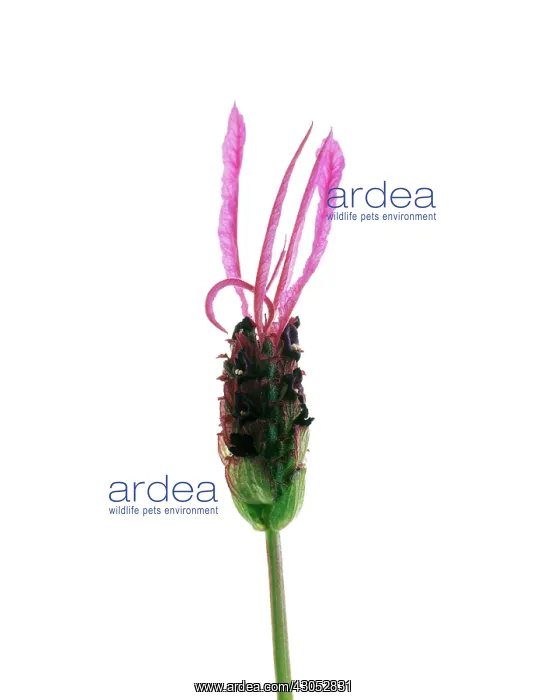 : Lavender, French lavender, Lavandula stoechas : Lavender, French lavender, Lavandula stoechas