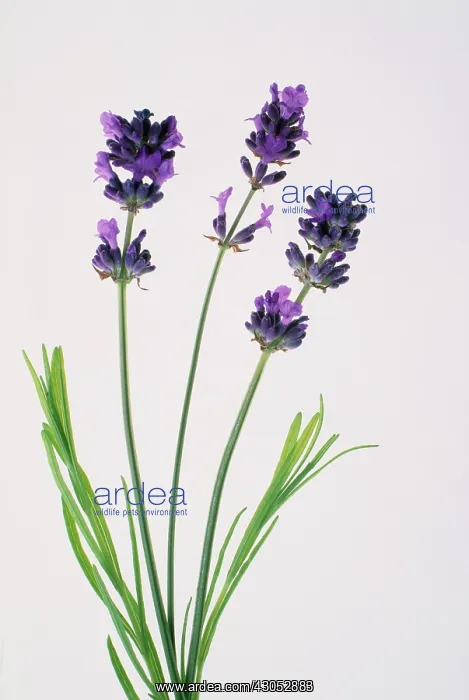 : Lavender, Lavandula augustifolia : Lavender, Lavandula augustifolia