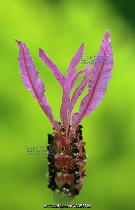: Lavender, French lavender, Lavandula stoechas sub sp pedunculata : Lavender, French lavender, Lavandula stoechas sub sp pedunculata