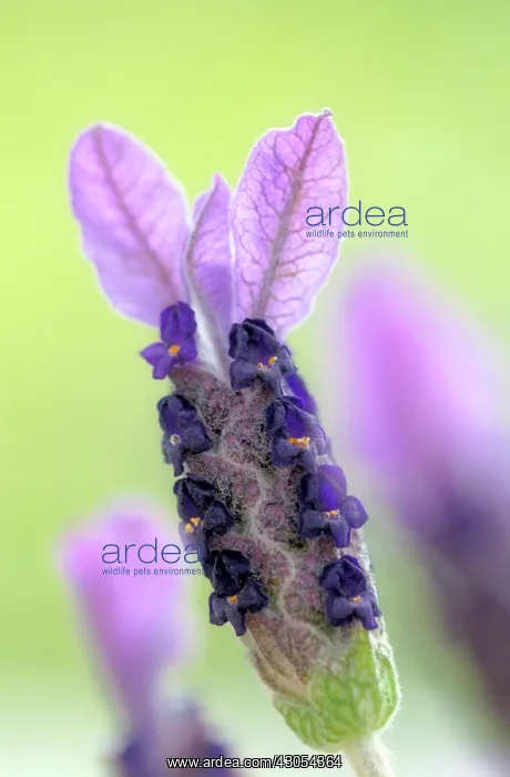 : Lavender, French lavender, Lavandula stoechas : Lavender, French lavender, Lavandula stoechas