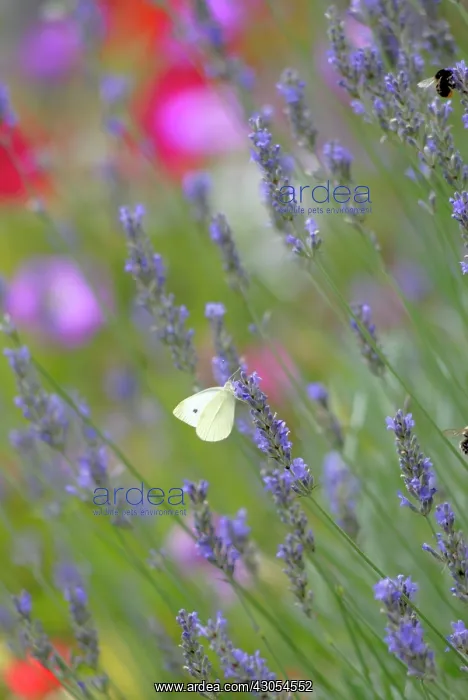 : Lavender, Lavandula Hidcote : Lavender, Lavandula Hidcote