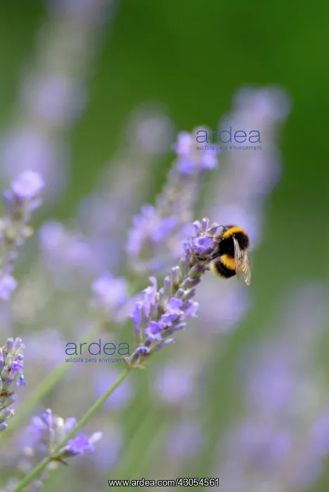 : Lavender, Lavandula Hidcote : Lavender, Lavandula Hidcote