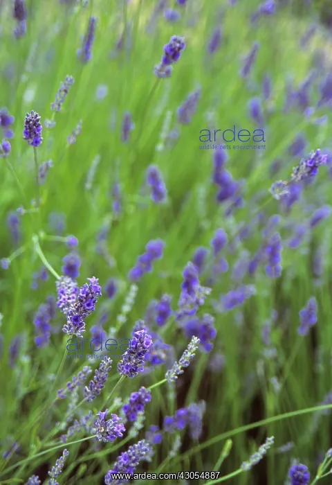 : Lavender, Lavandula augustifolia : Lavender, Lavandula augustifolia