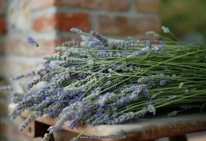 : Lavender, Lavandula augustifolia : Lavender, Lavandula augustifolia