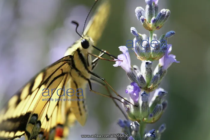 : Lavender, Lavandula : Lavender, Lavandula