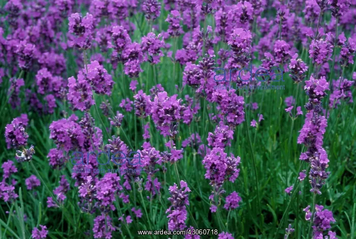 : Lavender, Lavandula augustifolia : Lavender, Lavandula augustifolia