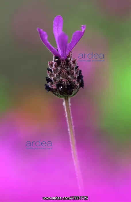 : Lavender, French lavender, Lavandula stoechas : Lavender, French lavender, Lavandula stoechas