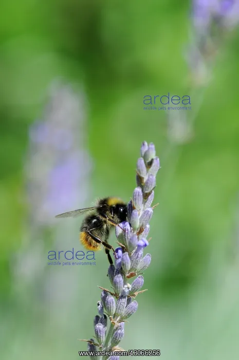 : Lavender, Lavandula augustifolia : Lavender, Lavandula augustifolia