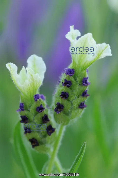 : Lavender, French lavender, Lavandula stoechas : Lavender, French lavender, Lavandula stoechas