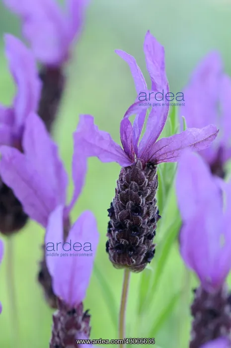 : Lavender, French lavender, Lavandula stoechas : Lavender, French lavender, Lavandula stoechas