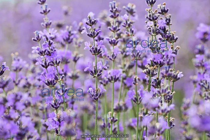 : Lavender, Lavandula augustifolia : Lavender, Lavandula augustifolia
