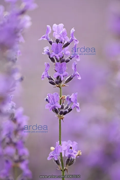 : Lavender, Lavandula augustifolia : Lavender, Lavandula augustifolia