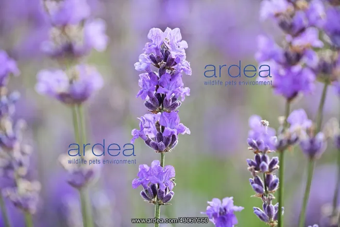 : Lavender, Lavandula augustifolia : Lavender, Lavandula augustifolia