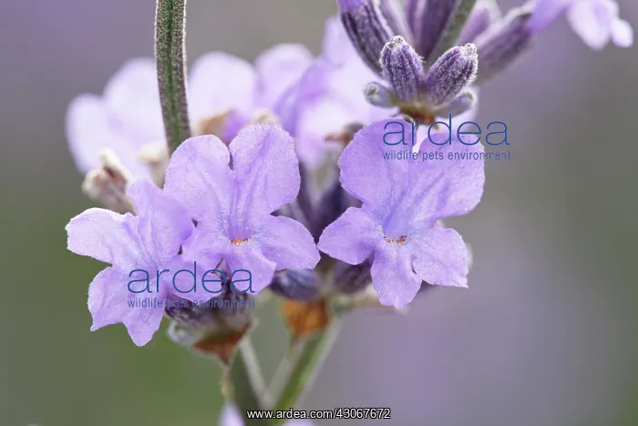 : Lavender, Lavandula augustifolia : Lavender, Lavandula augustifolia