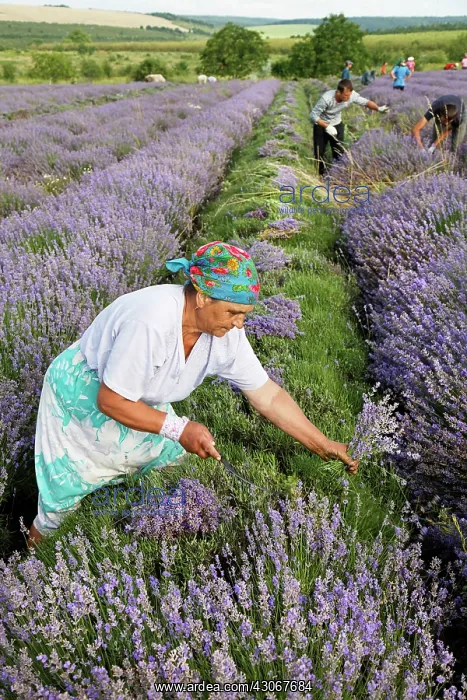 : Lavender, Lavandula augustifolia : Lavender, Lavandula augustifolia