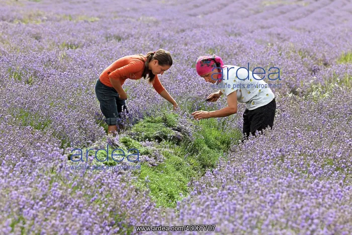 : Lavender, Lavandula augustifolia : Lavender, Lavandula augustifolia