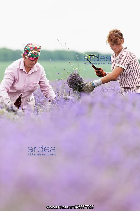 : Lavender, Lavandula augustifolia : Lavender, Lavandula augustifolia