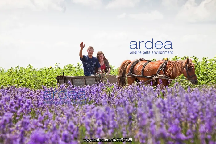 : Lavender, Lavandula augustifolia : Lavender, Lavandula augustifolia