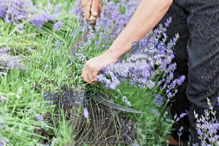 : Lavender, Lavandula augustifolia : Lavender, Lavandula augustifolia
