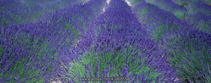 : Lavender, Lavandula : Lavender, Lavandula