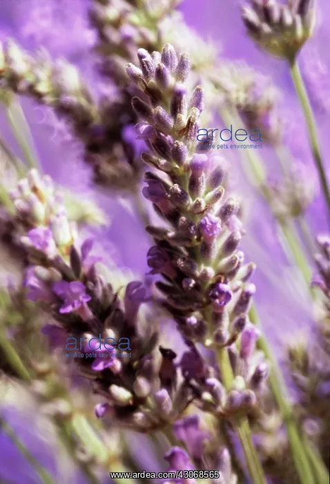 : Lavender, Lavandula augustifolia : Lavender, Lavandula augustifolia