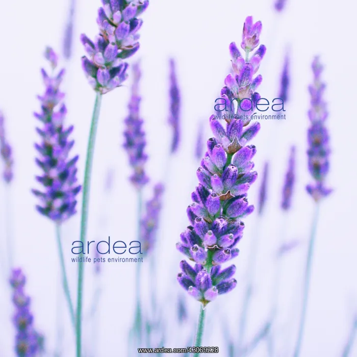 : Lavender, Lavandula : Lavender, Lavandula