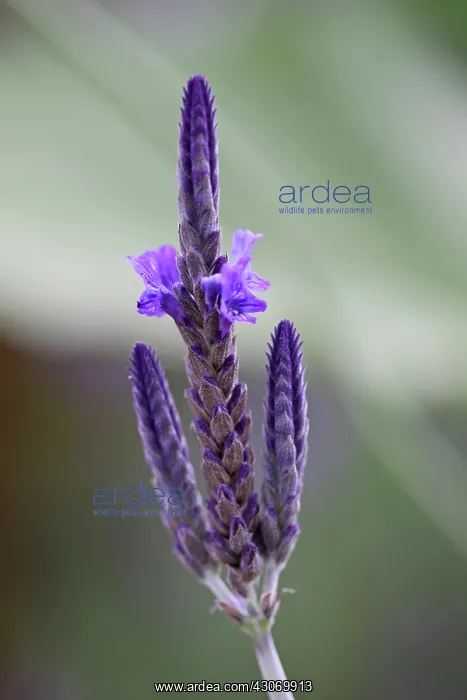 : Lavender, Fernleaf lavender, Lavandula pinnata : Lavender, Fernleaf lavender, Lavandula pinnata