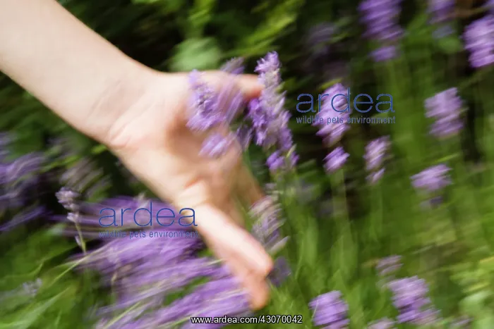 : Lavender, Lavandula : Lavender, Lavandula