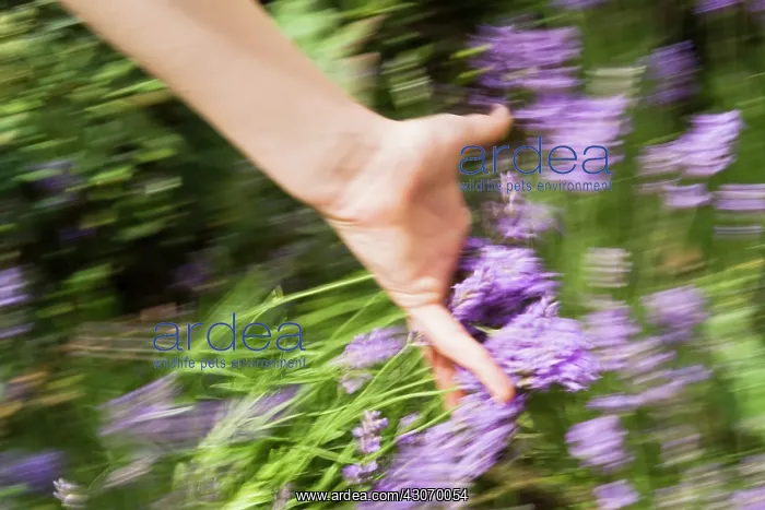 : Lavender, Lavandula : Lavender, Lavandula