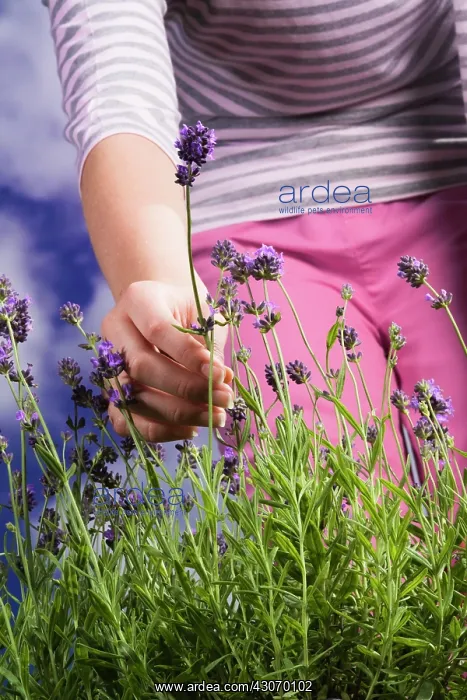 : Lavender, Lavandula : Lavender, Lavandula