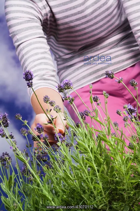 : Lavender, Lavandula : Lavender, Lavandula
