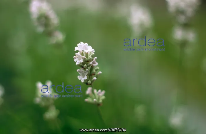 : Lavender, Lavandula angustifolia Nana Alba : Lavender, Lavandula angustifolia Nana Alba
