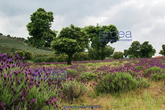 : Lavender. Dehesa with Holm Oaks (Quercus ilex) and Lavender : Lavender. Dehesa with Holm Oaks (Quercus ilex) and Lavender