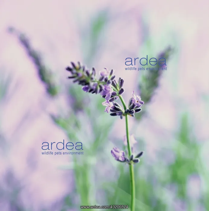: Lavender, Lavandula augustifolia : Lavender, Lavandula augustifolia
