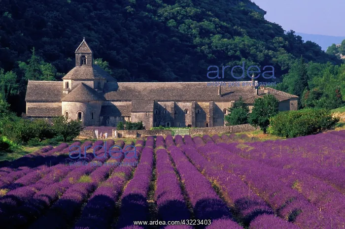: Lavender. A crop of lavender cultivated by the Cistercian monks slopes down to the abbey : Lavender. A crop of lavender cultivated by the Cistercian monks slopes down to the abbey