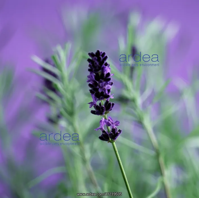 : Lavender, Lavandula augustifolia : Lavender, Lavandula augustifolia