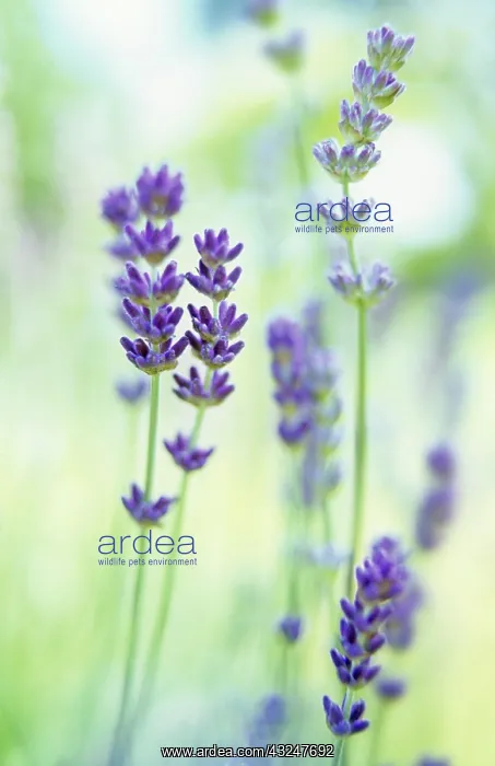 : Lavender, Lavandula augustifolia : Lavender, Lavandula augustifolia