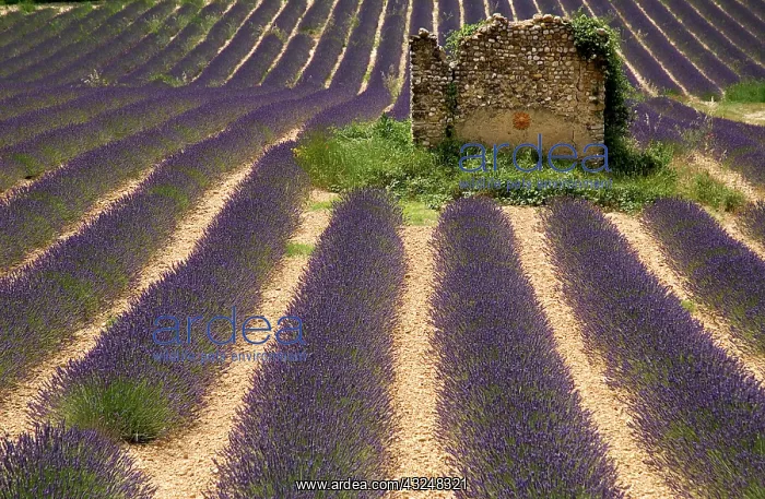 : Lavender, Lavandula angustifolia : Lavender, Lavandula angustifolia