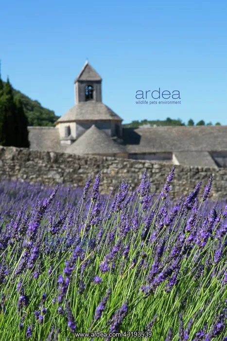 : Lavender in bloom and Senanque Abbey in Provence : Lavender in bloom and Senanque Abbey in Provence