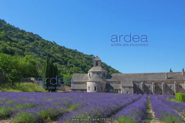 : Lavender in bloom and Senanque Abbey in Provence : Lavender in bloom and Senanque Abbey in Provence