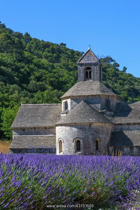 : Lavender in bloom and Senanque Abbey in Provence : Lavender in bloom and Senanque Abbey in Provence